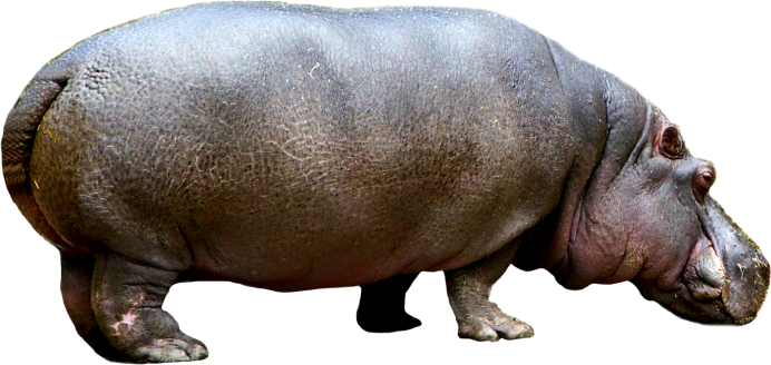 Бегемот для детей