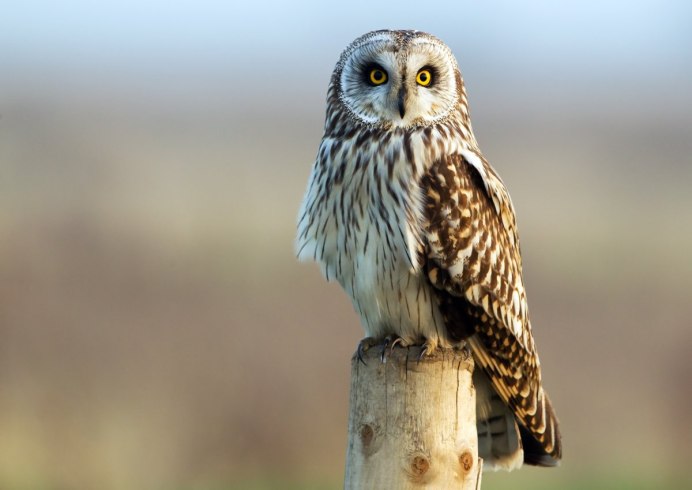 ASIO flammeus