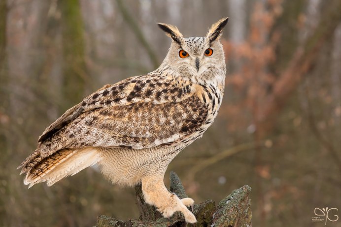 Европейский Филин (Bubo Bubo)