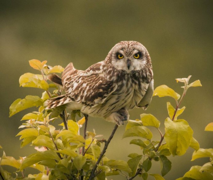 Болотная Сова (ASIO flammeus)