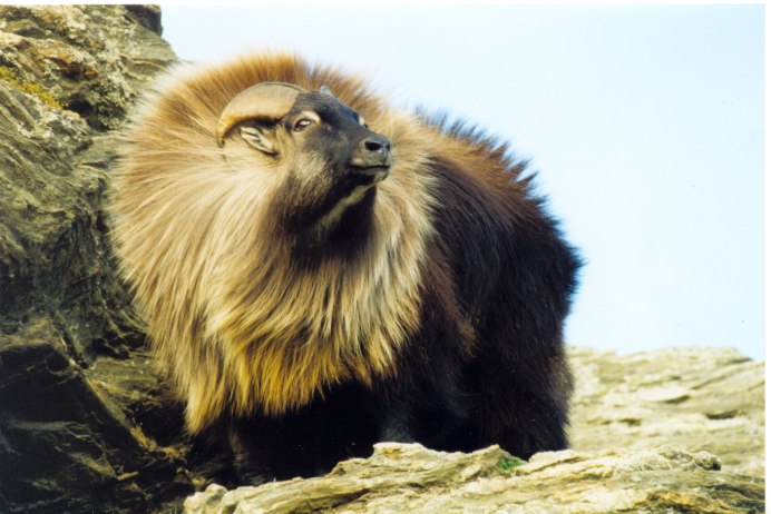Hemitragus jemlahicus