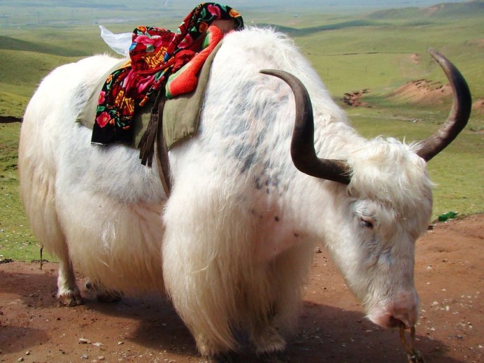 Алтайский баран аргали, Архар