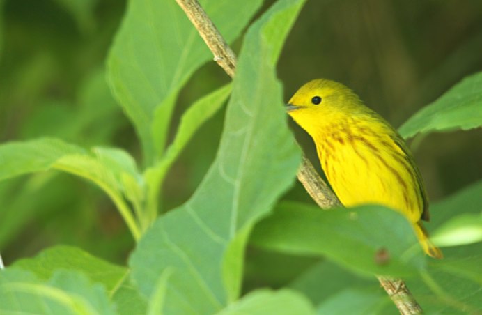Yellow Warbler птица