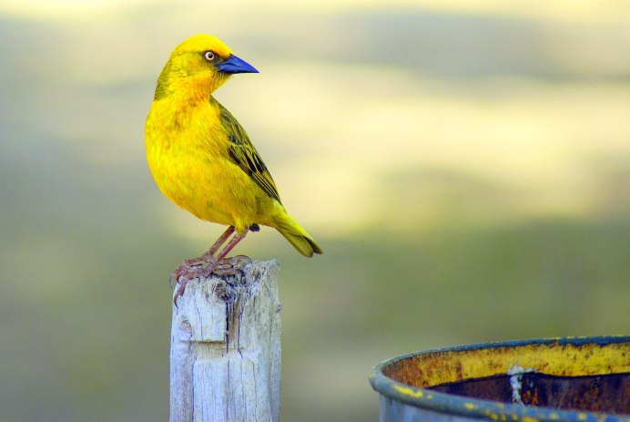 Yellow Warbler птица