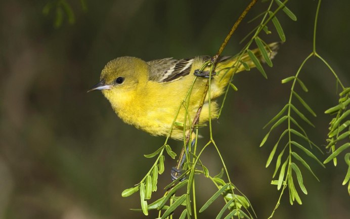 Барбарис Еллоу Бирд (Yellow Bird)