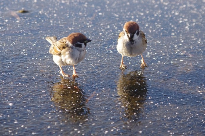 Милый Воробей