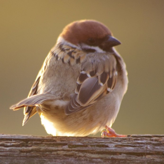 Воробушек в руках