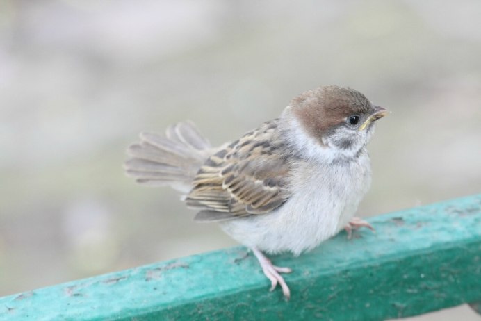 Маленький Воробей
