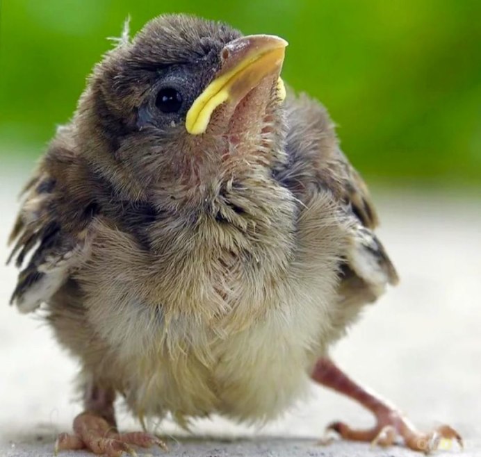 Серый Воробей