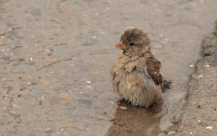 Грустный Воробей