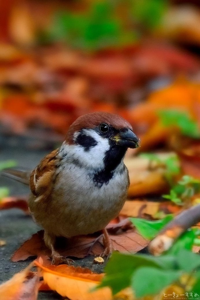 Смешной Воробей