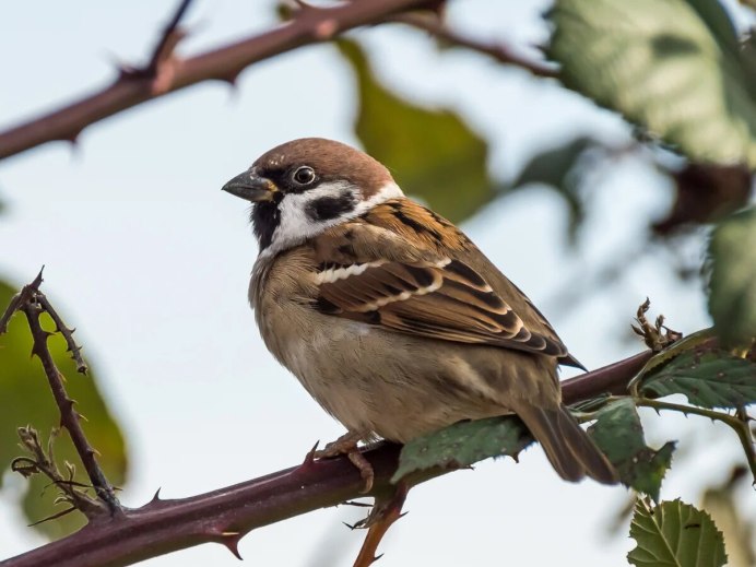 Домовый Воробей птенец