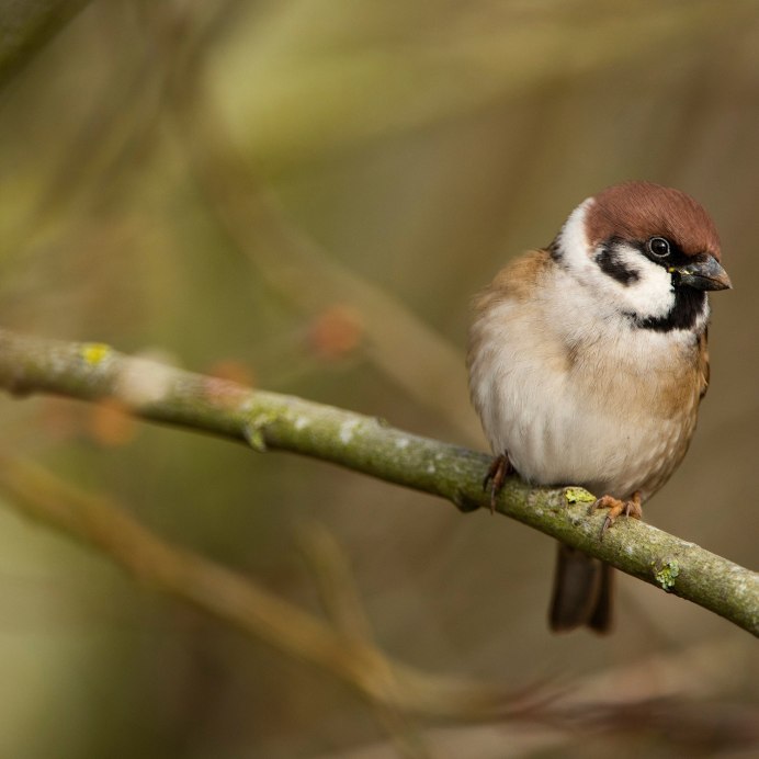 Милые воробьи