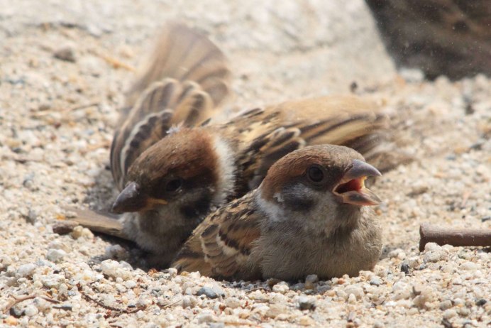 Юрок слёток