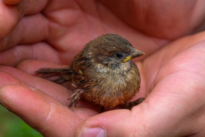 Домовый Воробей и полевой Воробей