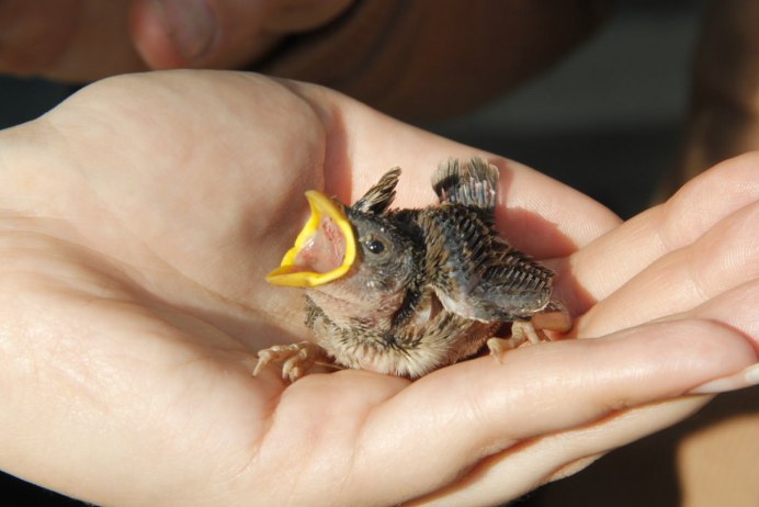 Городские птицы воробьи