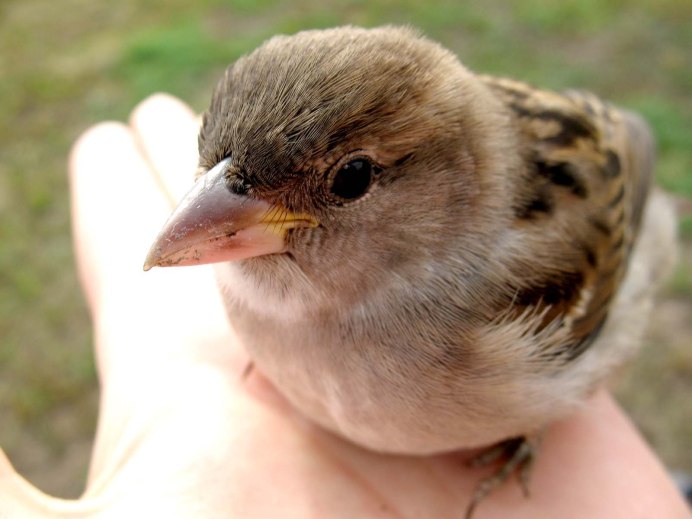 Домовый Воробей милый