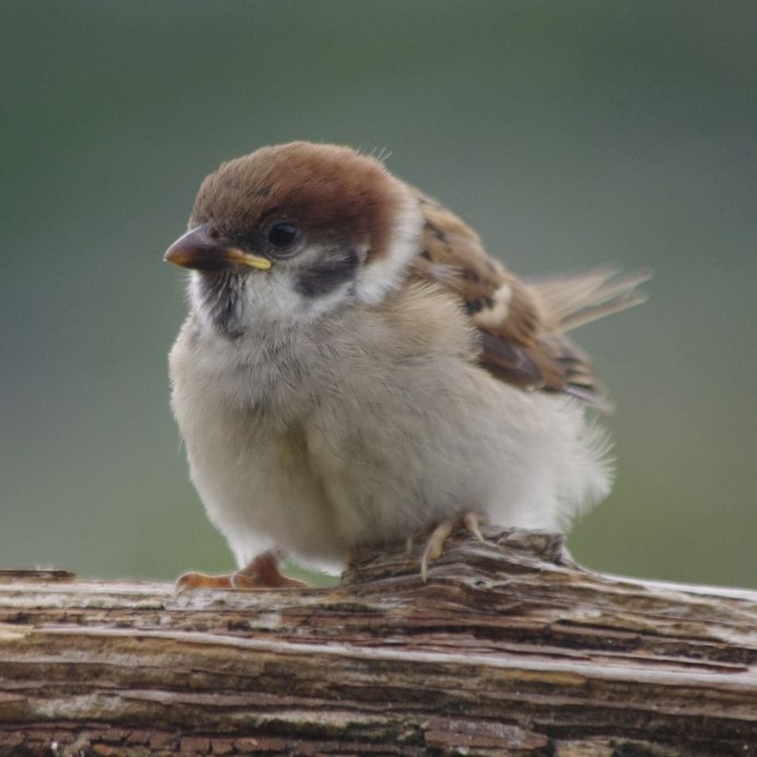 Соловей птенец слеток