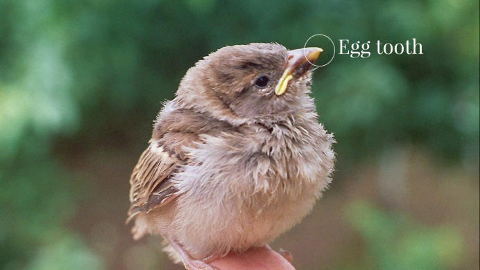 Желторотый Воробей