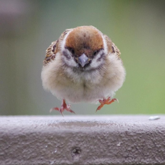 Птенцы Дроздов желторотики