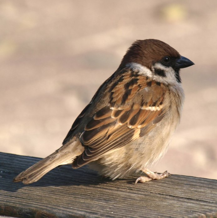 Птенец воробья