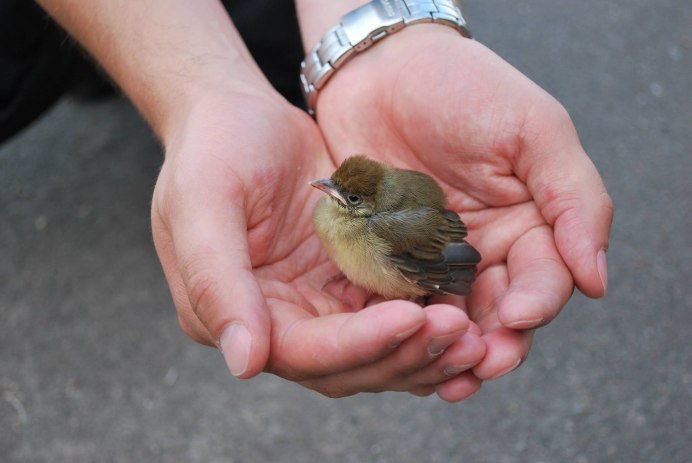 Огненный Воробей