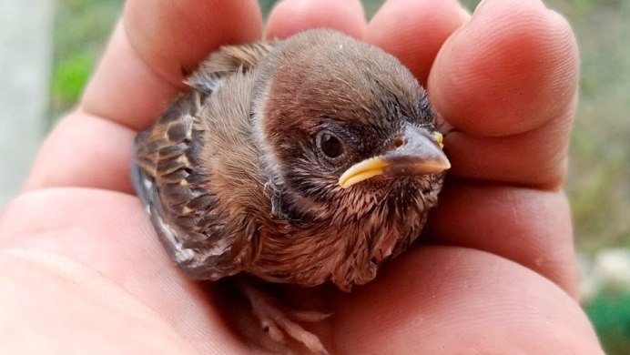 Малая мухоловка птенец