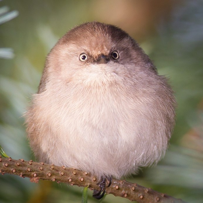 Птички воробушки
