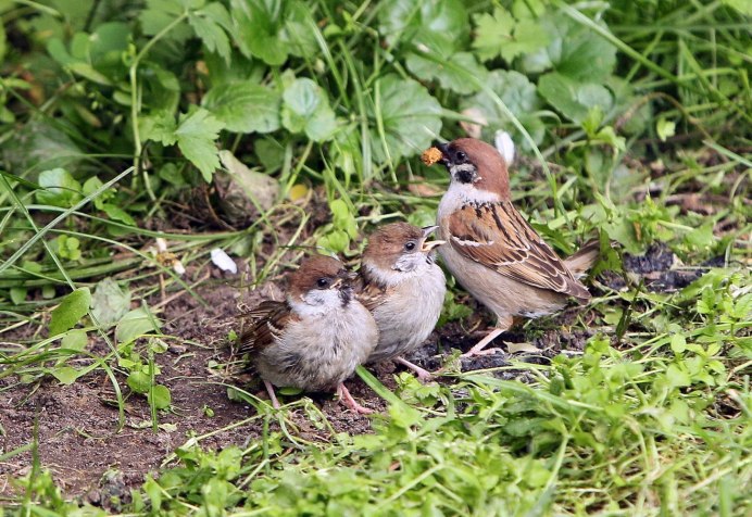 Пухлый Воробей
