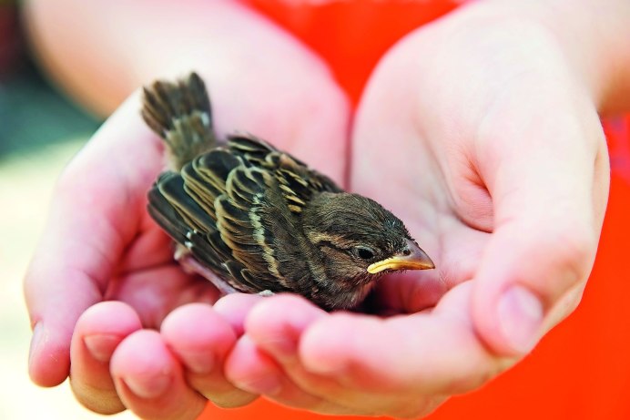 Желторотый Воробей