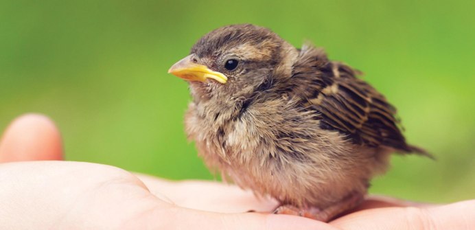 Воробей воробьиха воробышек