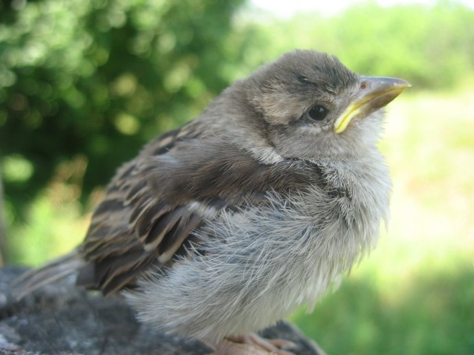 Воробей желторотик птенец