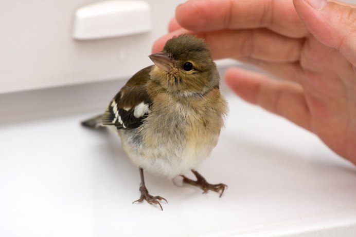 Воробей на столе