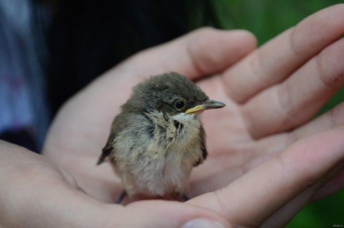 Плачущий Воробей