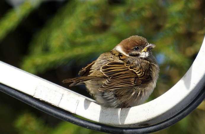 Фото воробушков и покажи пожалуйста фото маленьких