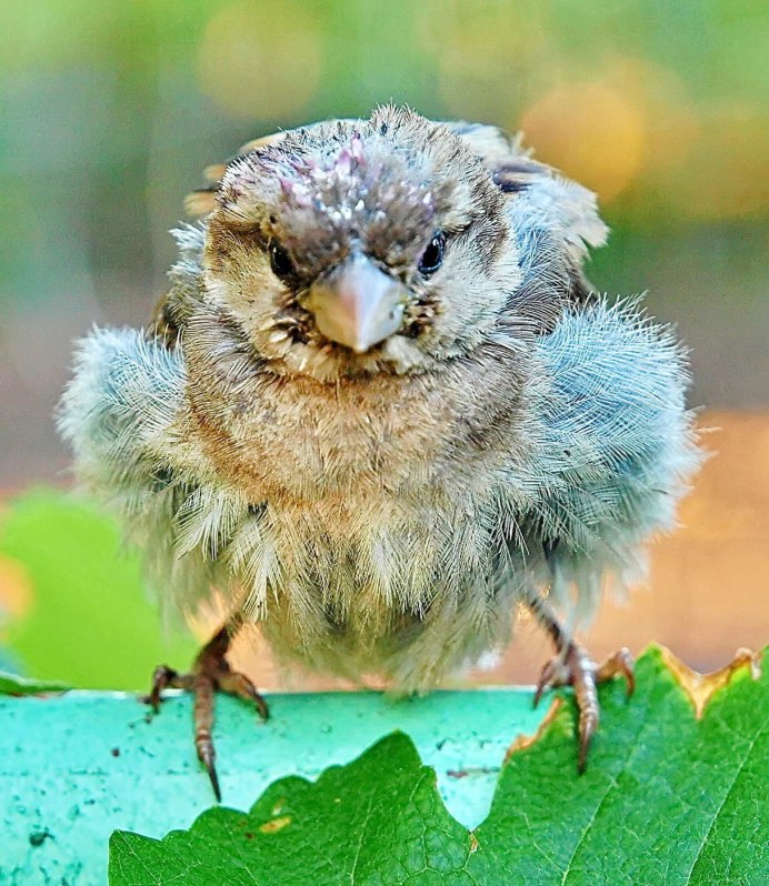 Милые птички