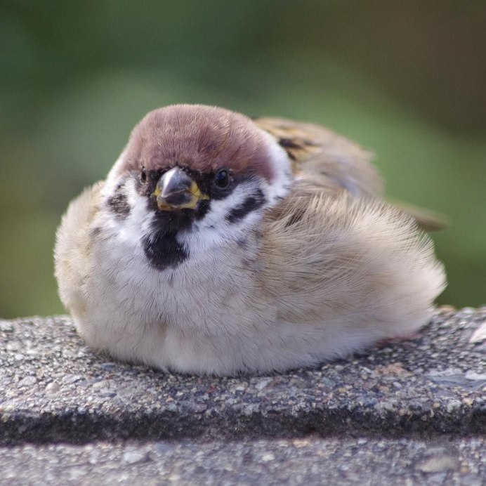 Птенец воробья