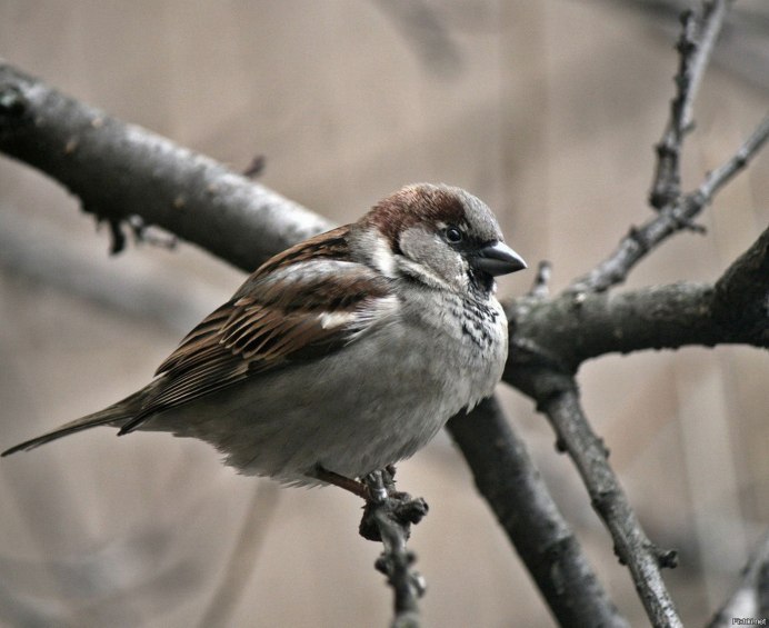 Милые воробьи