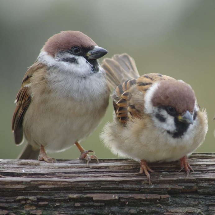 Японский Воробей