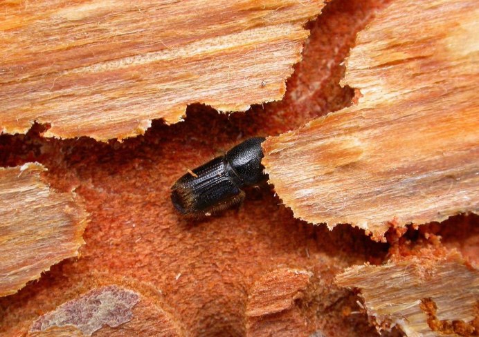Arhopalus Rusticus усач бурый Сосновый