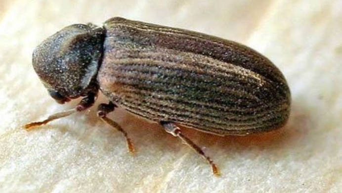 Хлебный Точильщик (Stegobium paniceum)