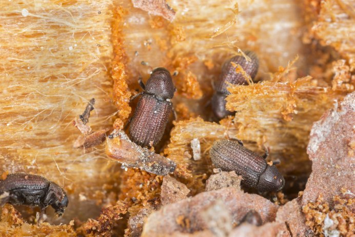 Hylotrupes bajulus Жук