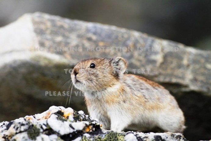 Амурский лемминг