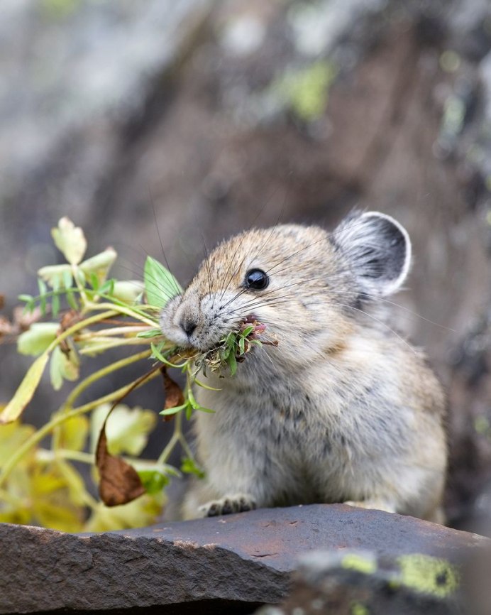 Северные Америки мыши