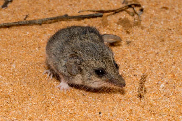Бурая сумчатая мышь