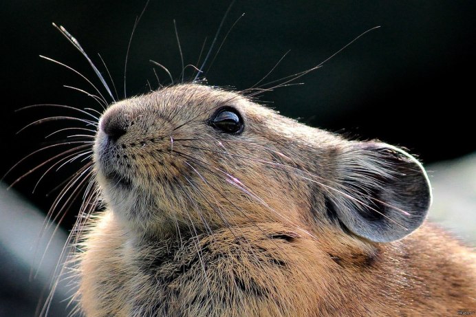 Северный кожанок