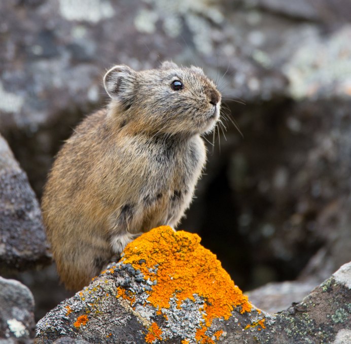 Пищуха сеноставка