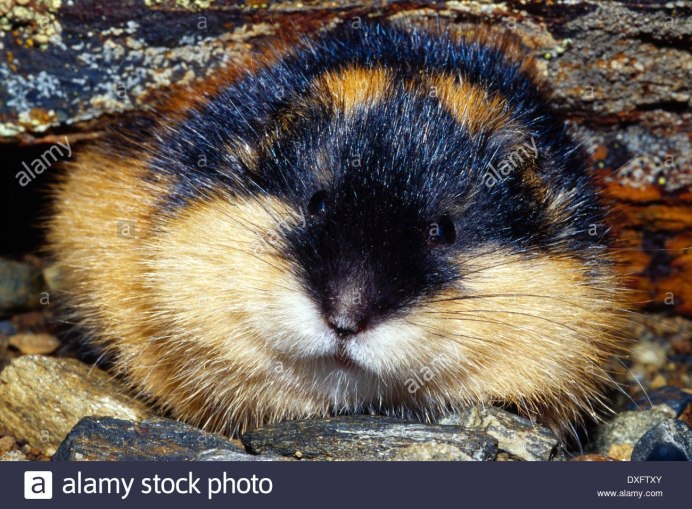 Пищухи зайцеобразные