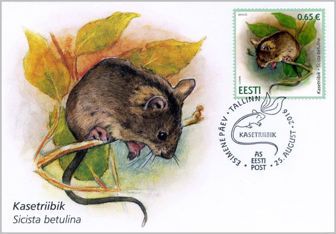 Толстохвостая Песчанка