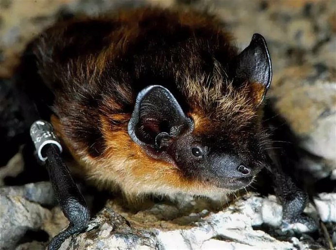 Крапчатая сумчатая куница